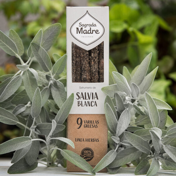 Salvia Blanca